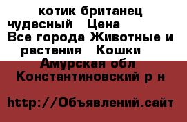 котик британец чудесный › Цена ­ 12 000 - Все города Животные и растения » Кошки   . Амурская обл.,Константиновский р-н